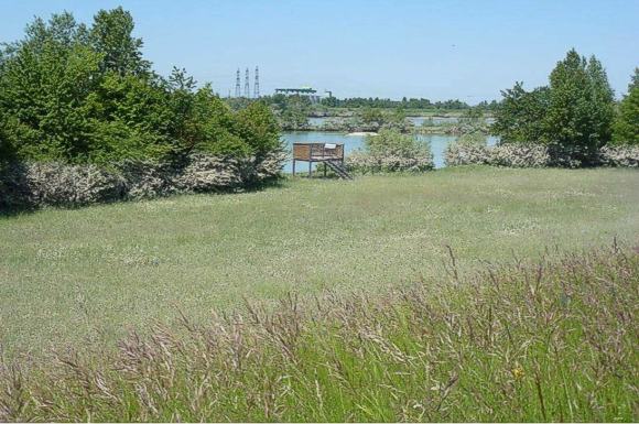 Polder Altenheim: Sedimentschleier am Vogel-Beobachtungsturm