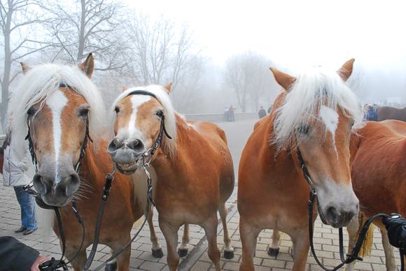 Vierbeinige Besucher des Creglinger Pferdemarktes. Foto: Touristinformation Creglingen