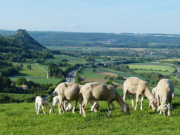 Blick vom Hohentwiel auf den Hohenkrähen. Foto Ernst Stegmaier, RP Freiburg © ssg