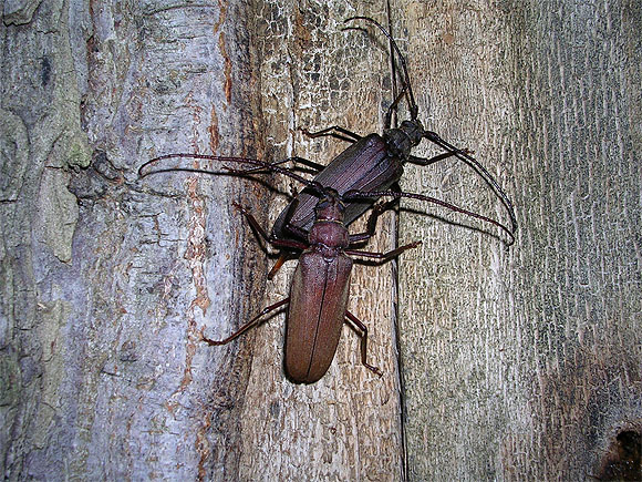 Nächtliches Treiben in der Streuobstwiese: Körnerbock bei der Paarung. Foto: Claus Wurst