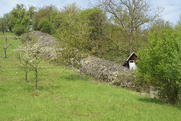 Taubertal: Steinriegel, durch Aufhäufung von aufgelesener Steine über Jahrhunderte gebildet. Heute ein Natur- und Kulturdenkmal gleichermaßen