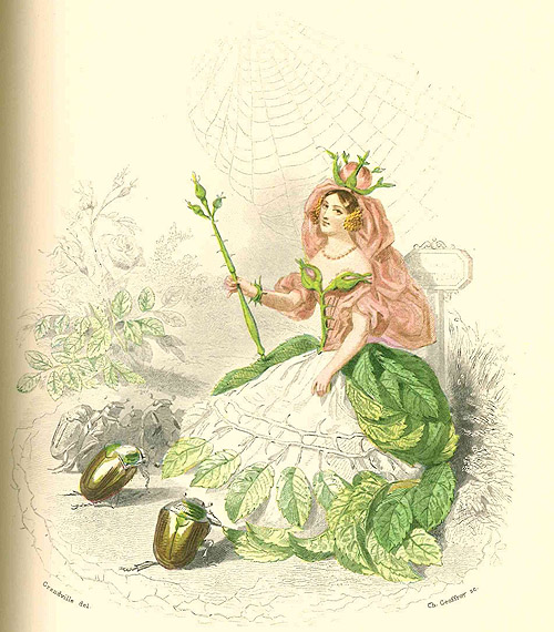 Grandville, Les fleurs animées - Die Rose . Repro: ssg