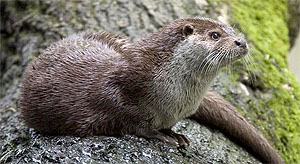 Fischotter (Lutra Lutra)
