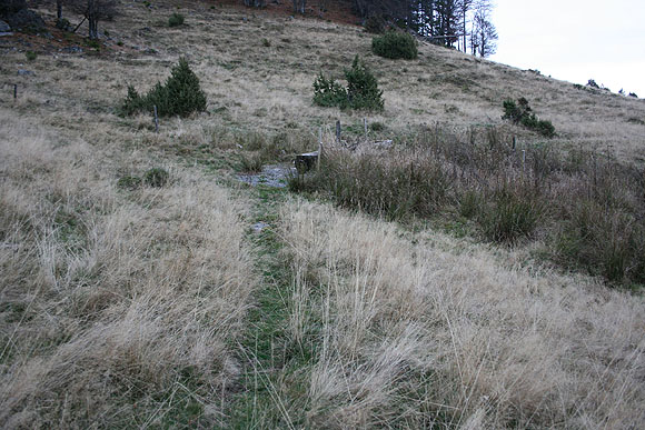 Veränderungen des Landschaftsbild im Schwarzwald durch zunehmende Trockenheit