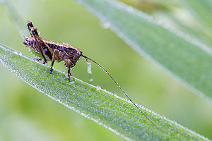 Eine Larve der Gemeinen Strauchschrecke (Pholidoptera griseoaptera) (© Sebastian Schröder-Esch)