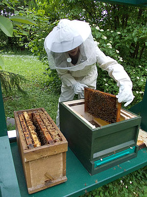 Imkerin Alexandra Großhans am Bienenstock: Foto: SSG