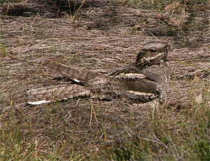 Ziegenmelker. Foto: Wikimedia Commons/b.gliwa (CC BY-SA 2.5)