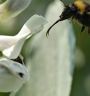Langrüsselige Hummel an einer Ackerbohnenblüte. Foto: Nicole Beyer
