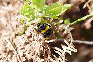 Lichte Waldflächen fördern den Wuchs der Heidelbeere, von deren Nektar sich Wildbienen gerne ernähren. Foto: Tristan Eckerter