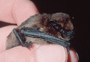Zwergfledermaus. Foto: Monika Braun, SSG