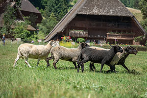 Schafe auf der Wiese