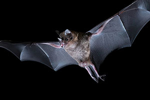 Die Brillenblattnasen-Fledermaus (Carollia perspicillata) filtert wichtige Signale aus einer Geräuschkulisse heraus und unterscheidet dabei zwischen Echoortungs- und Kommunikationsrufen. Foto: Julio Hechavarria, Goethe-Universität Frankfurt