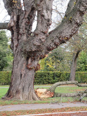 Baum mit abgebrochenem Ast