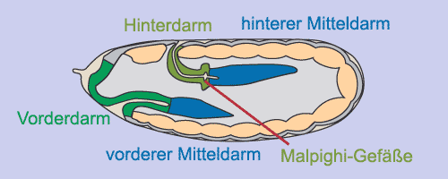 Amnioproct4