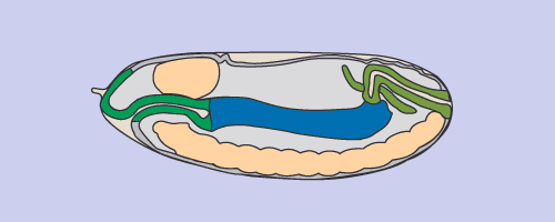 Amnioproct5