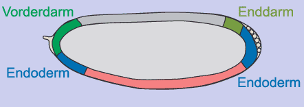 Blastoderm_fate_map