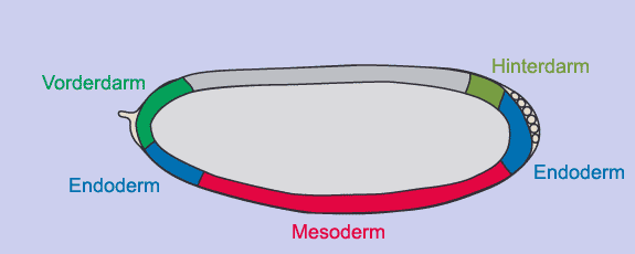 Fatemap_blastoderm.gif - 8199 Bytes