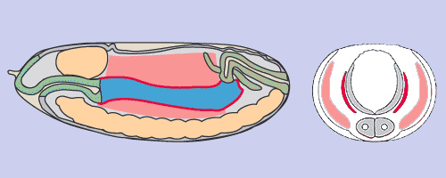 Mesoderm.gif - 19312 Bytes