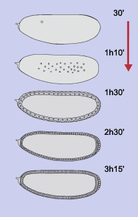 Zellularisierung21.gif - 7585 Bytes