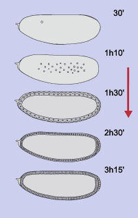 Zellularisierung22.gif - 7147 Bytes