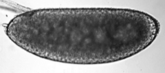 embryo_1