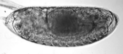 embryo_2