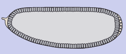 epithel.gif - 4235 Bytes
