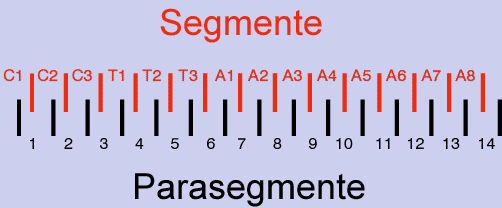 segmparasegm