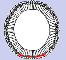 Expressionsdomäne Twist