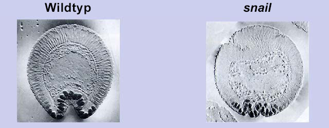 ventralfurche_wt_snail