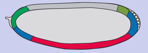 Darmentwicklung1