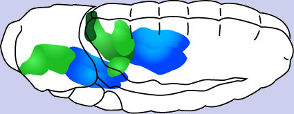 Darmentwicklung3