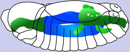 Darmentwicklung4