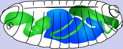Darmentwicklung5