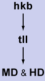 sequentiell