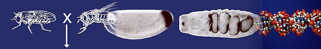 Titelleiste3