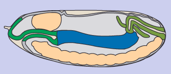 gut_stage_13