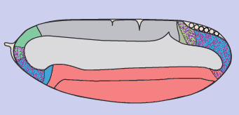 fkh_Expression_schema