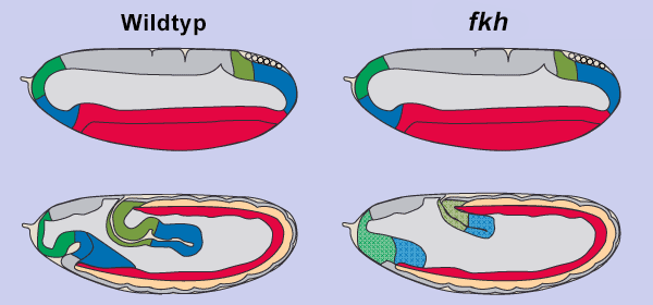 fkh_Phaen1