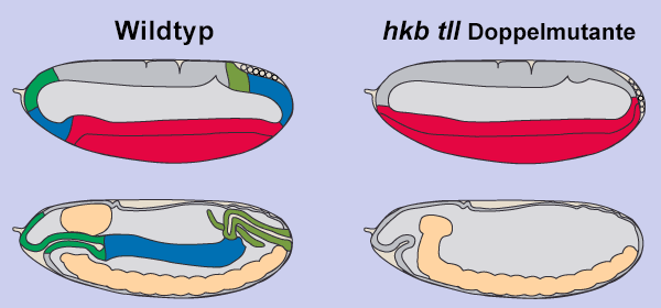 hkb_tll_Phaenotyp