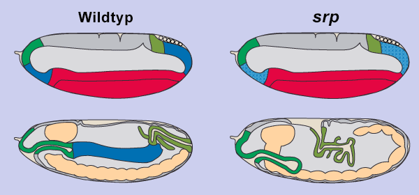 srp_Phaenotyp