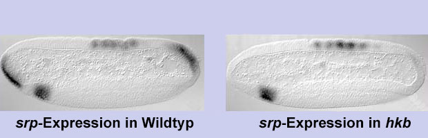 srp_expression_wt_hkb