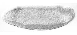 tailless_spaet