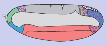 tll_Expression