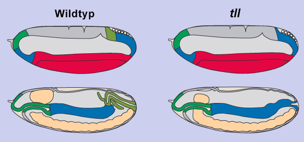 tll_phaenotyp