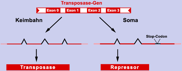 DiffSplicing