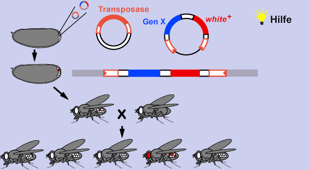 Droso_Transformation
