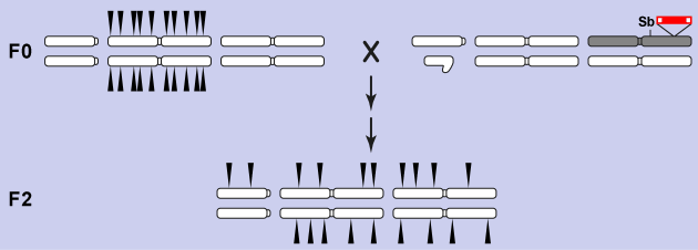 Multiple_Insertion