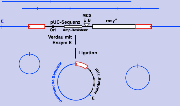 Plasmid_Rescue