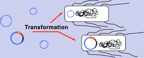 Plasmid_Transformation